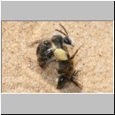 Andrena barbilabris - Sandbiene 04 Paarung.jpg